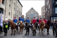 Icelandic horses in the city of Copenhagen