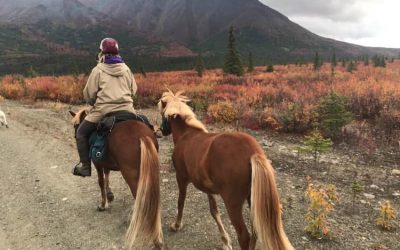 FEIF virtual ride to Landsmót, Hella 2020