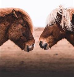 FEIF Committee Meetings 2018