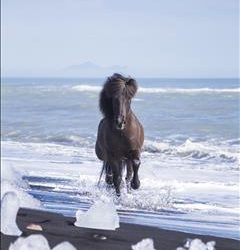 ‘Viking Horses’ take the Equestrian World by Storm