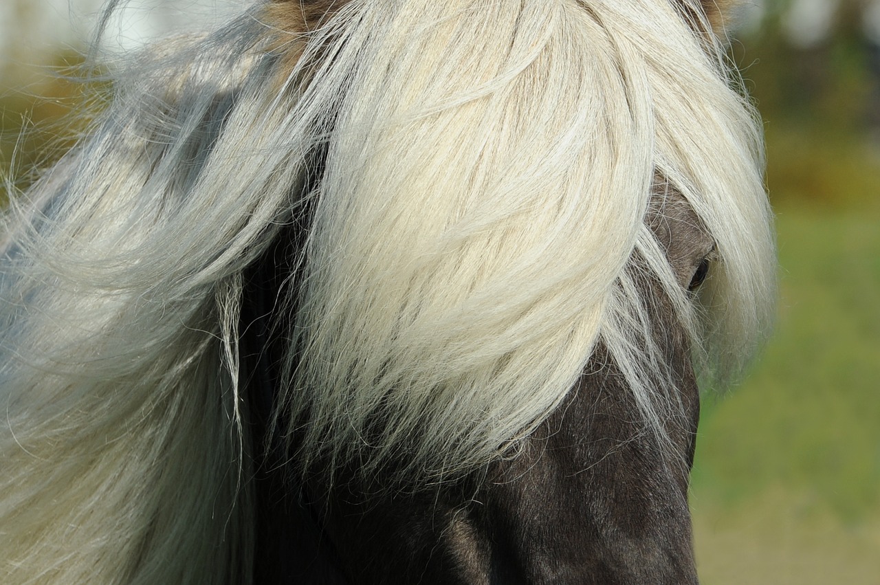 horse-1330685_1280