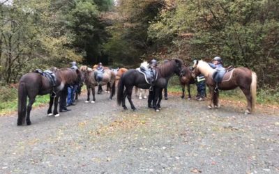 Icelandic Horse Virtual Coffee Corner