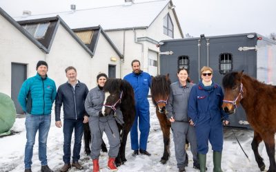 Horses vaccinated against summer eczema