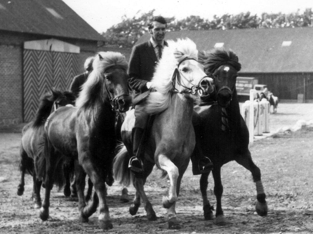 1970_Håndheste Tjele Gunnar