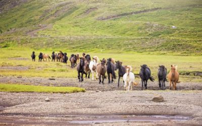 Icelandic horse breeding presentations in Swedish