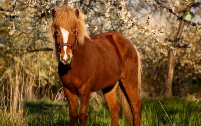 Photo Competition – FLOWERPOWER