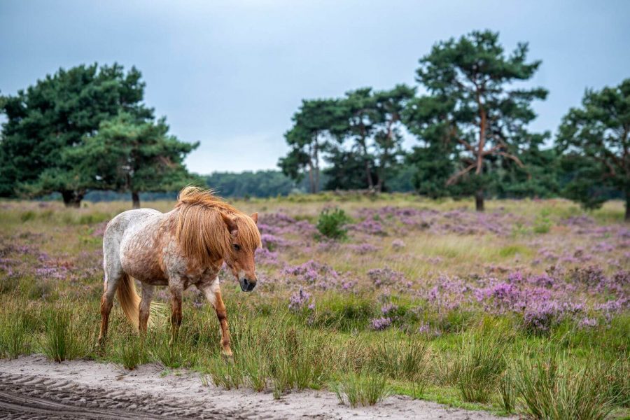 Loa Schutterbach, 27 years old, photo: Evi de Vischer