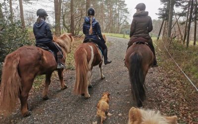 FEIF Virtual Ride: To Fákur and Fast